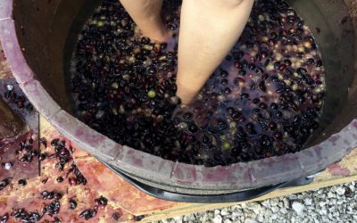 Frascas de vino, la vendimia ya está aquí